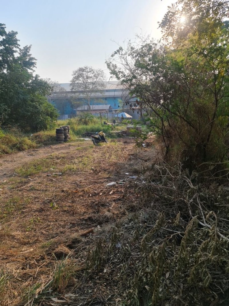 For SaleLandPathum Thani,Rangsit, Thammasat : Land for sale 184 sq m., Samsenville, Bang Krabue, Soi 2, Sam Khok, Pathum Thani.