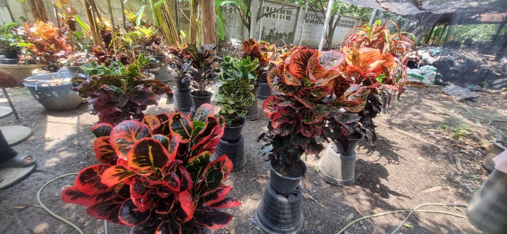 For SaleLandRama 2, Bang Khun Thian : Land for sale, Anamai Ngam Charoen 25, area 1 rai, near Soi Thakham 7, Central Rama 2, Bang Khun Thian, Bangkok.