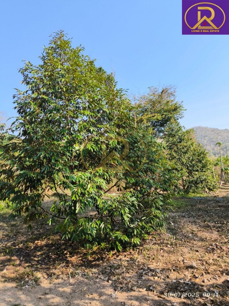 For SaleLandCha-am Phetchaburi : For sale: mixed orchard land, 23-1-12 rai, plus 15 rai of vacant land, plus a house, suitable for orchard owners, next to a natural canal, Yang Nam Klat Nuea Subdistrict, Nong Ya Plong District, Phetchaburi Province